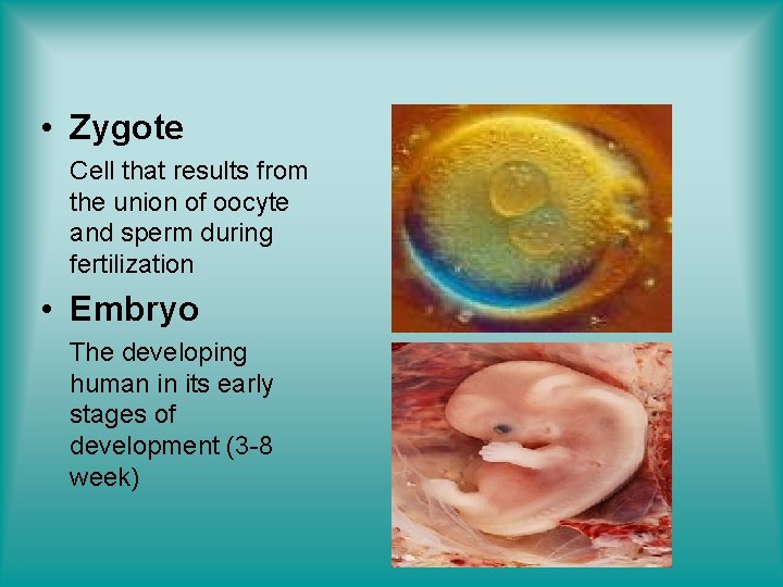  • Zygote Cell that results from the union of oocyte and sperm during