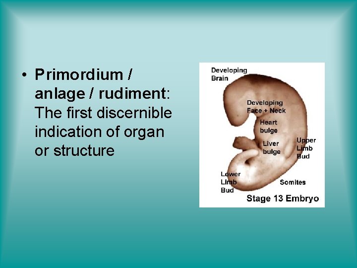  • Primordium / anlage / rudiment: The first discernible indication of organ or