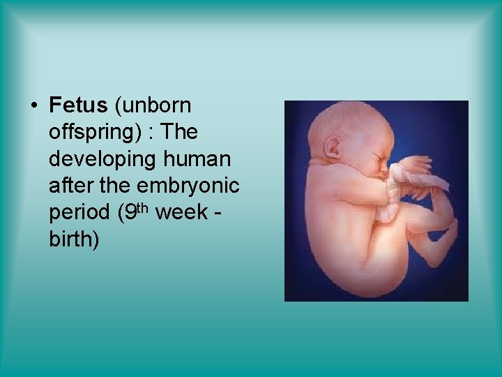  • Fetus (unborn offspring) : The developing human after the embryonic period (9