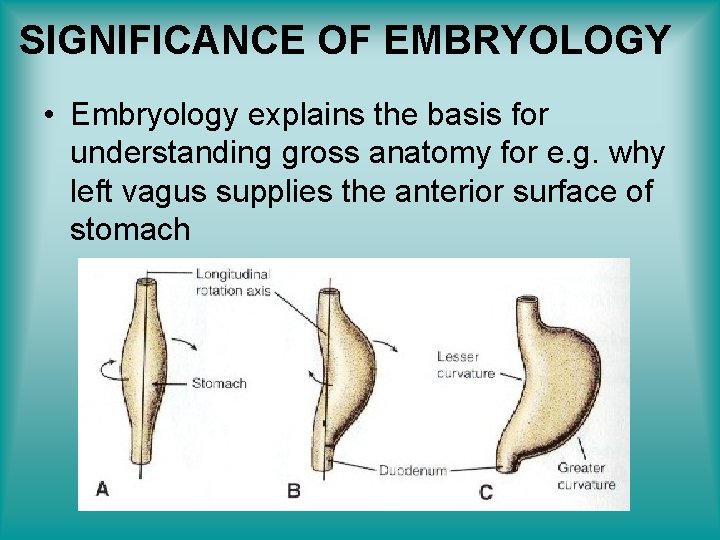 SIGNIFICANCE OF EMBRYOLOGY • Embryology explains the basis for understanding gross anatomy for e.