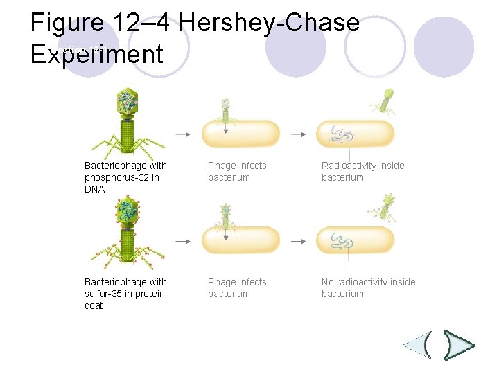 Figure 12– 4 Hershey-Chase Experiment Section 12 -1 Bacteriophage with phosphorus-32 in DNA Phage