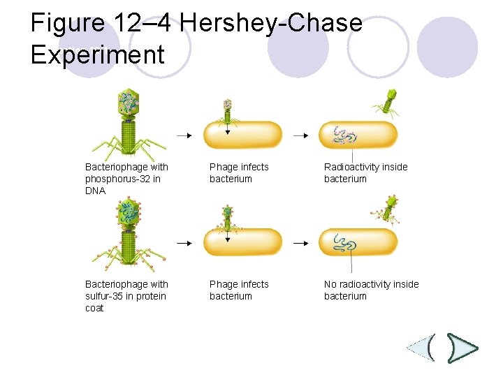 Figure 12– 4 Hershey-Chase Experiment Section 12 -1 Bacteriophage with phosphorus-32 in DNA Phage