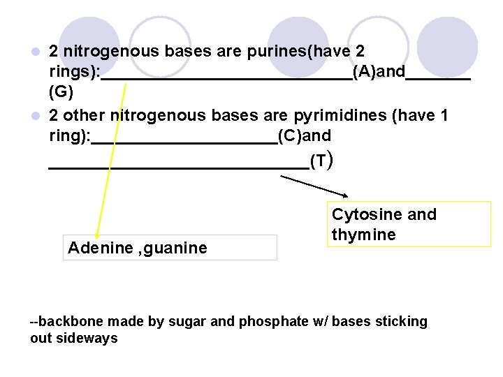 2 nitrogenous bases are purines(have 2 rings): ______________(A)and_______ (G) l 2 other nitrogenous bases