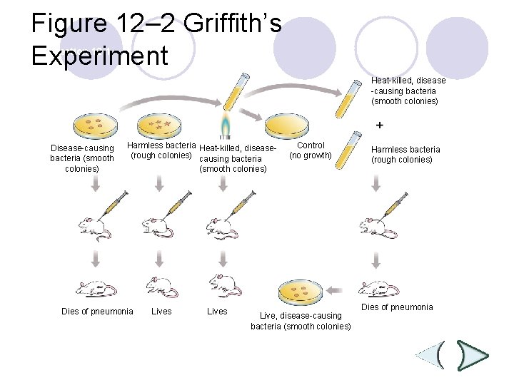 Figure 12– 2 Griffith’s Experiment Section 12 -1 Heat-killed, disease -causing bacteria (smooth colonies)