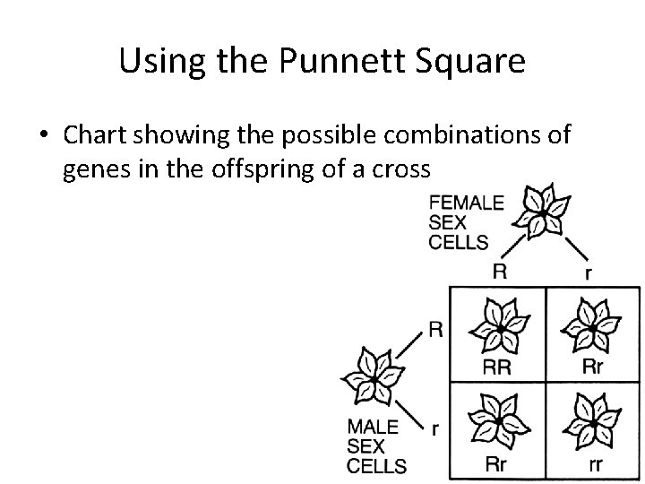 Using the Punnett Square • Chart showing the possible combinations of genes in the