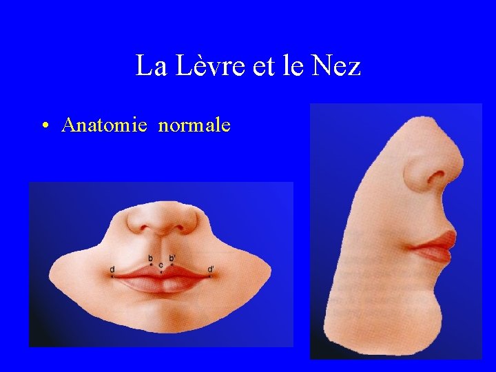 La Lèvre et le Nez • Anatomie normale 
