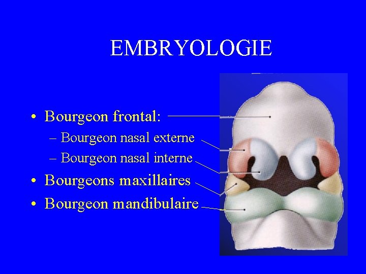 EMBRYOLOGIE • Bourgeon frontal: – Bourgeon nasal externe – Bourgeon nasal interne • Bourgeons
