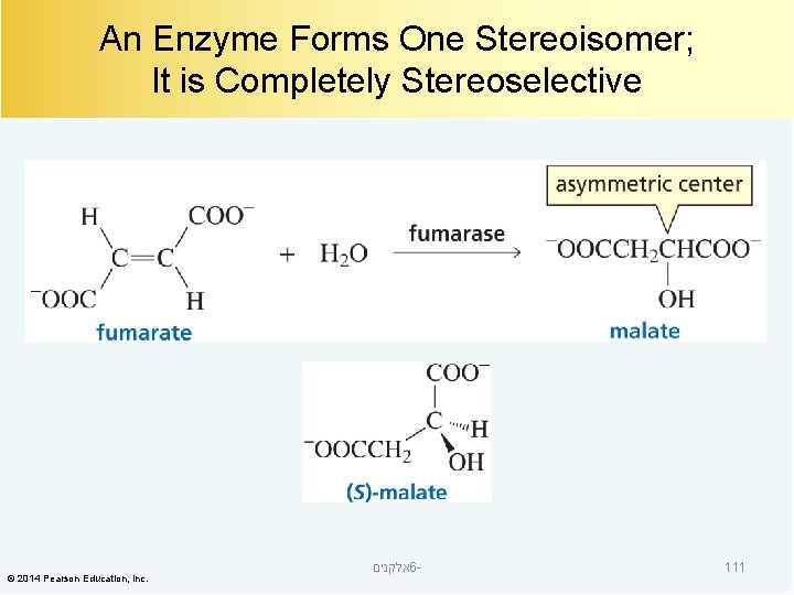 An Enzyme Forms One Stereoisomer; It is Completely Stereoselective © 2014 Pearson Education, Inc.