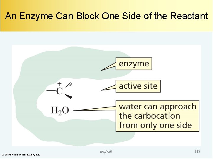 An Enzyme Can Block One Side of the Reactant © 2014 Pearson Education, Inc.