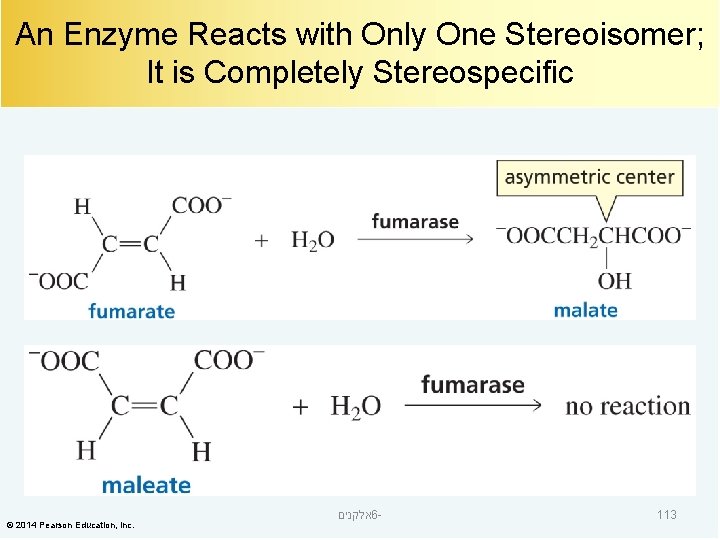 An Enzyme Reacts with Only One Stereoisomer; It is Completely Stereospecific © 2014 Pearson