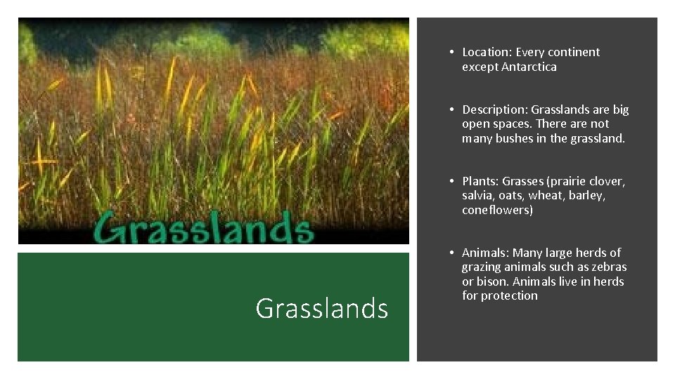  • Location: Every continent except Antarctica • Description: Grasslands are big open spaces.