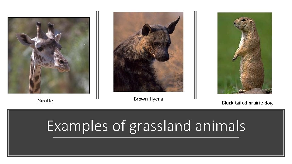 Giraffe Brown Hyena Black tailed prairie dog Examples of grassland animals 