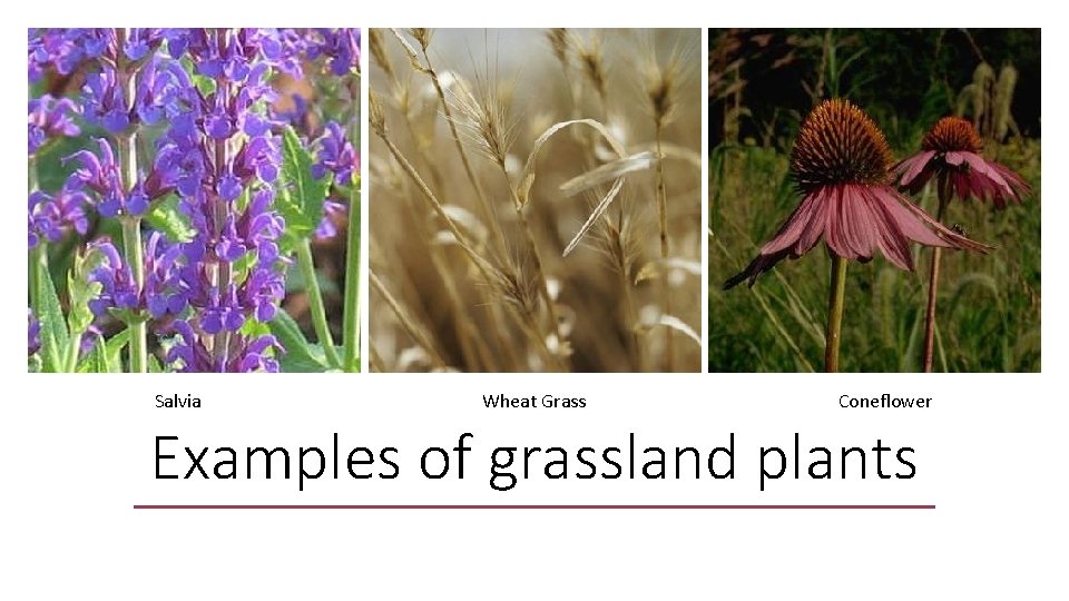 Salvia Wheat Grass Coneflower Examples of grassland plants 