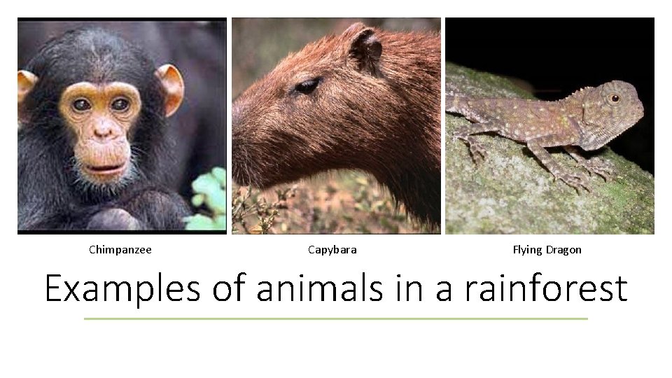 Chimpanzee Capybara Flying Dragon Examples of animals in a rainforest 