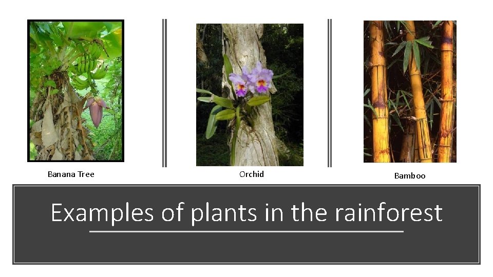Banana Tree Orchid Bamboo Examples of plants in the rainforest 