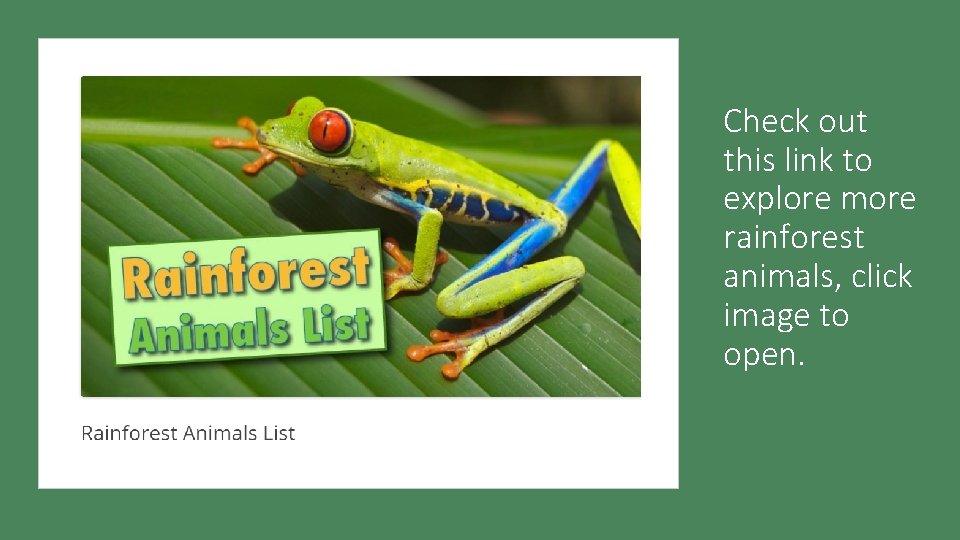 Check out this link to explore more rainforest animals, click image to open. 