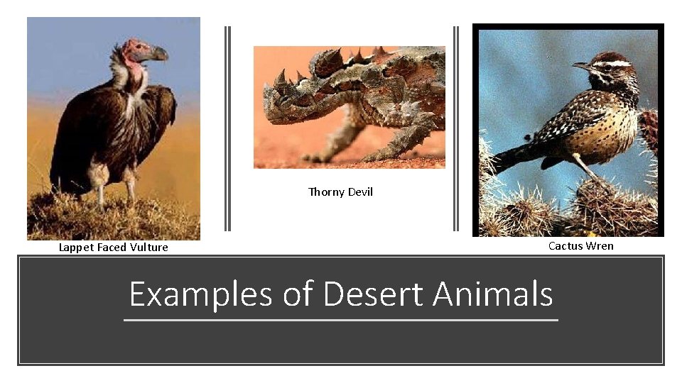 Thorny Devil Lappet Faced Vulture Cactus Wren Examples of Desert Animals 
