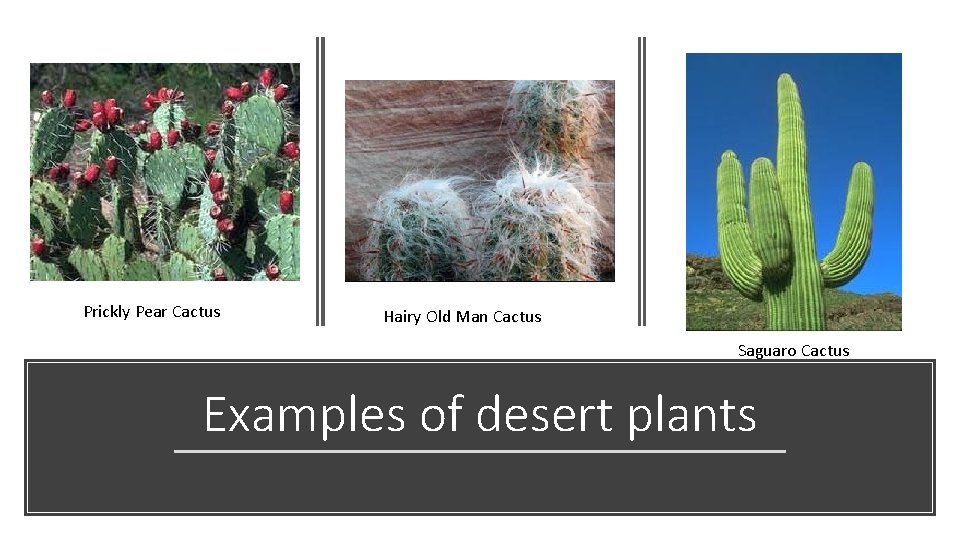 Prickly Pear Cactus Hairy Old Man Cactus Saguaro Cactus Examples of desert plants 