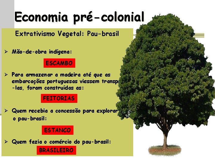 Economia pré-colonial Extrativismo Vegetal: Pau-brasil Ø Mão-de-obra indígena: ESCAMBO Ø Para armazenar a madeira