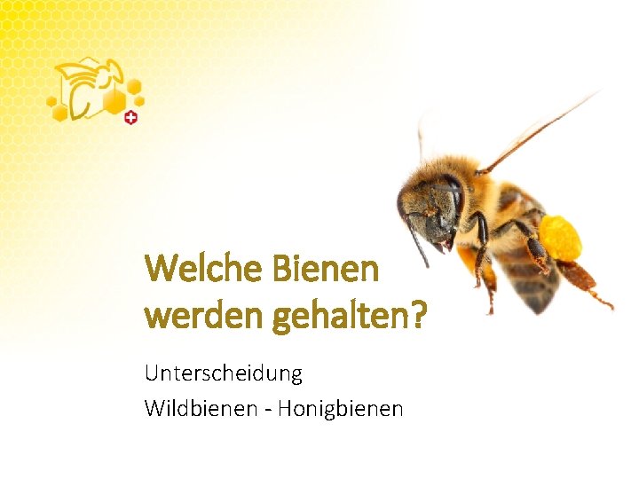 Welche Bienen werden gehalten? Unterscheidung Wildbienen - Honigbienen 