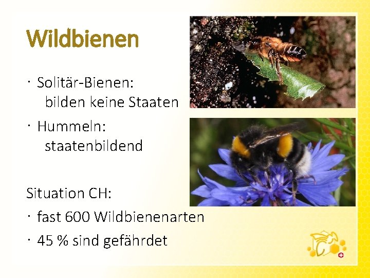 Wildbienen · Solitär-Bienen: bilden keine Staaten · Hummeln: staatenbildend Situation CH: · fast 600