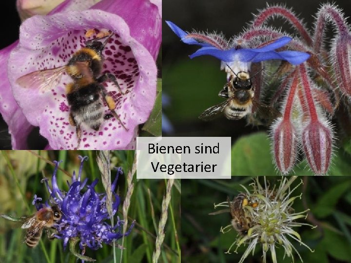 Bienen sind Vegetarier 