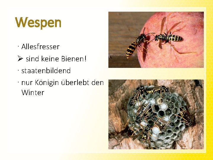 Wespen · Allesfresser Ø sind keine Bienen! · staatenbildend · nur Königin überlebt den