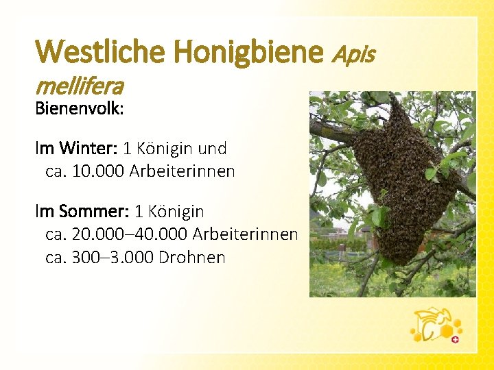 Westliche Honigbiene Apis mellifera Bienenvolk: Im Winter: 1 Königin und ca. 10. 000 Arbeiterinnen