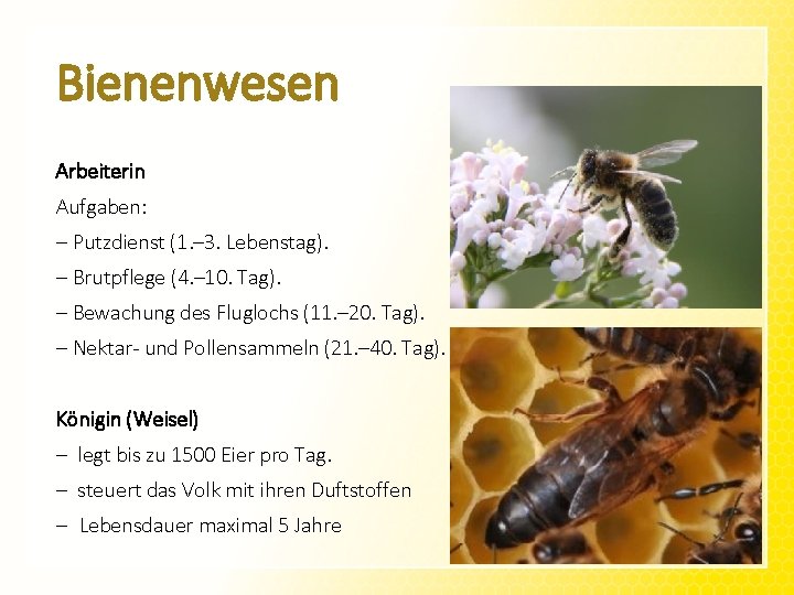 Bienenwesen Arbeiterin Aufgaben: - Putzdienst (1. – 3. Lebenstag). - Brutpflege (4. – 10.