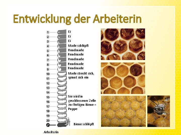 Entwicklung der Arbeiterin Ei Ei Ei Made schlüpft Rundmade Rundmade Made streckt sich, spinnt