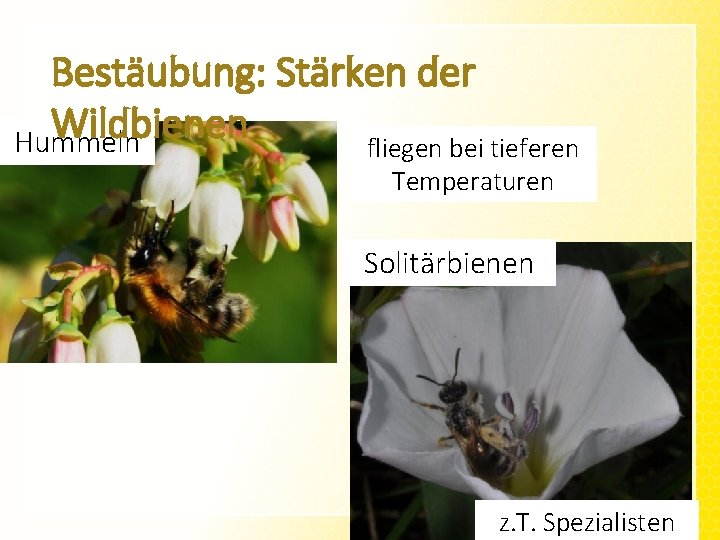 Bestäubung: Stärken der Wildbienen Hummeln fliegen bei tieferen Temperaturen Solitärbienen z. T. Spezialisten 