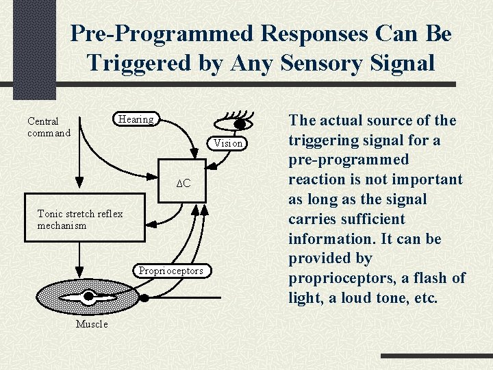 Pre-Programmed Responses Can Be Triggered by Any Sensory Signal Hearing Central command Vision ∆C