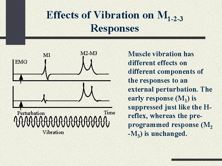 Effects of Vibration on M 1 -2 -3 Responses M 1 M 2 -M