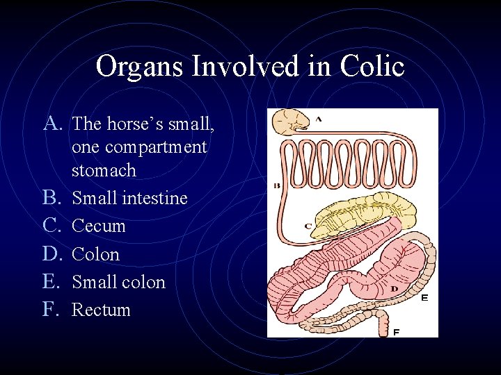 Organs Involved in Colic A. The horse’s small, B. C. D. E. F. one