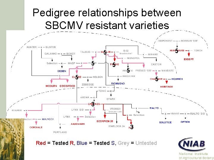 Pedigree relationships between SBCMV resistant varieties 5 5 5 5 3 3 Red =