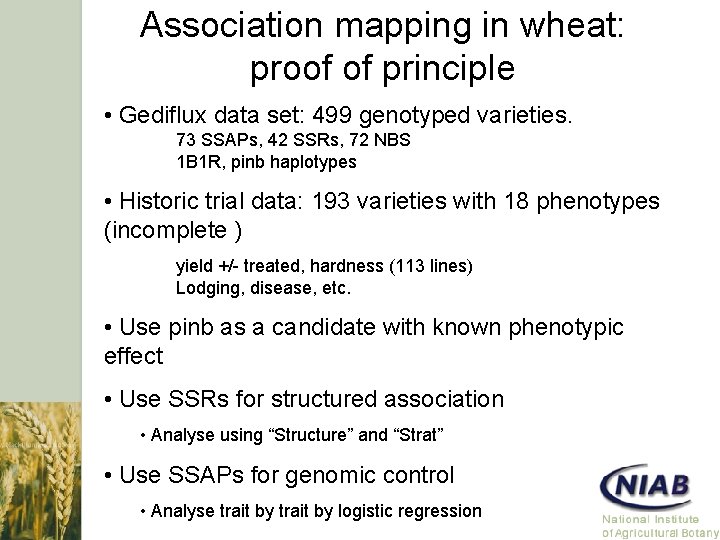 Association mapping in wheat: proof of principle • Gediflux data set: 499 genotyped varieties.