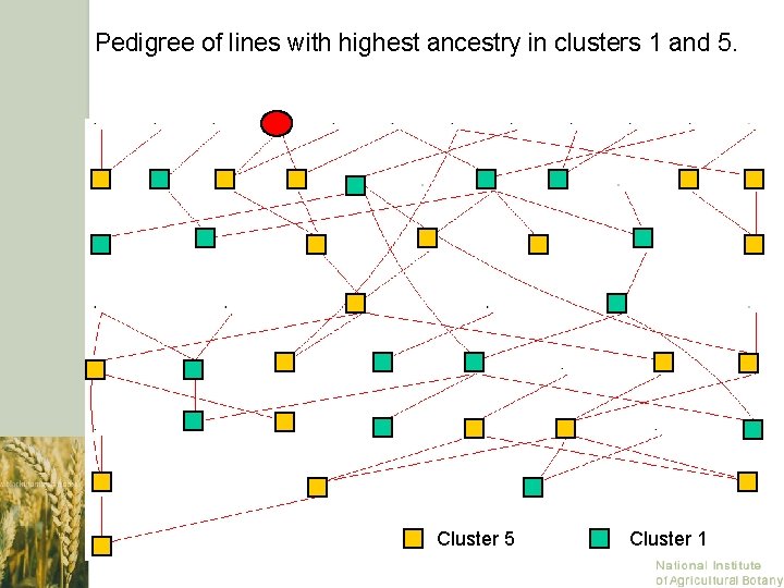Pedigree of lines with highest ancestry in clusters 1 and 5. Cluster 5 Cluster