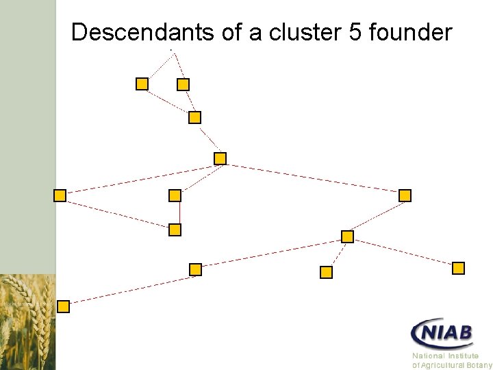 Descendants of a cluster 5 founder 