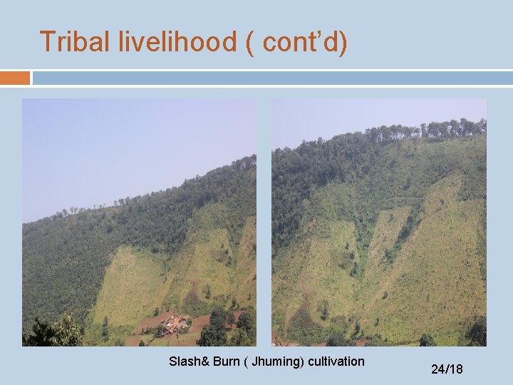 Tribal livelihood ( cont’d) Slash& Burn ( Jhuming) cultivation 24/18 