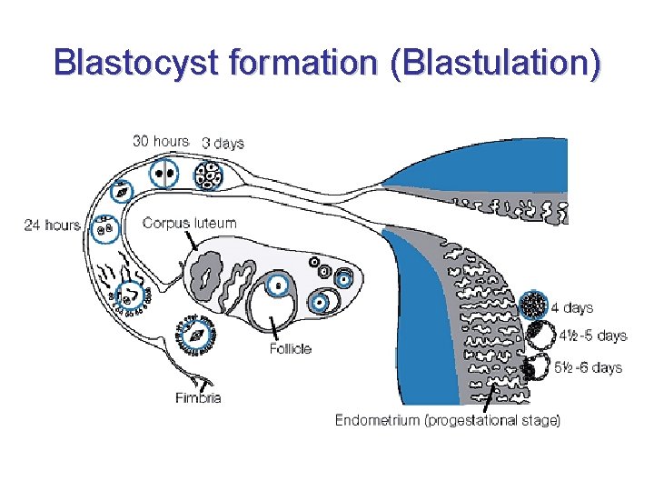 Blastocyst formation (Blastulation) 