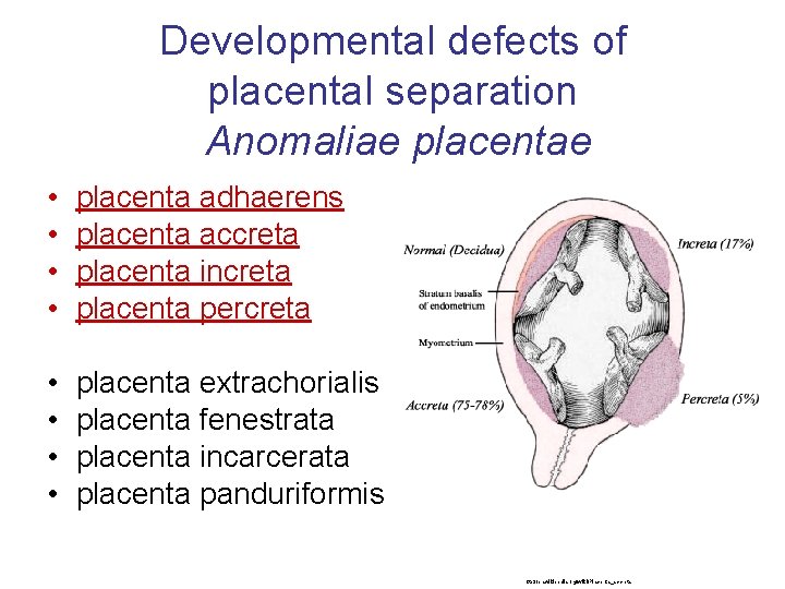 Developmental defects of placental separation Anomaliae placentae • • placenta adhaerens placenta accreta placenta