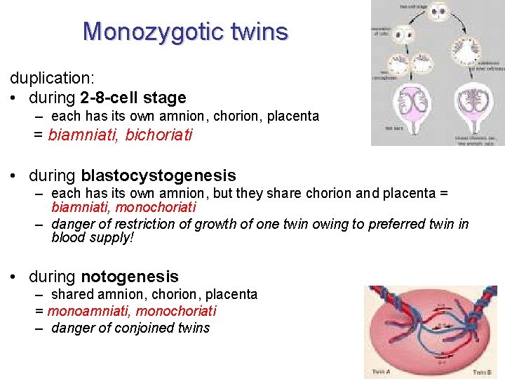 Monozygotic twins duplication: • during 2 -8 -cell stage – each has its own