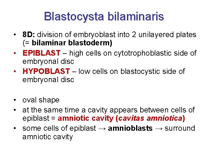 Blastocysta bilaminaris • 8 D: division of embryoblast into 2 unilayered plates (= bilaminar