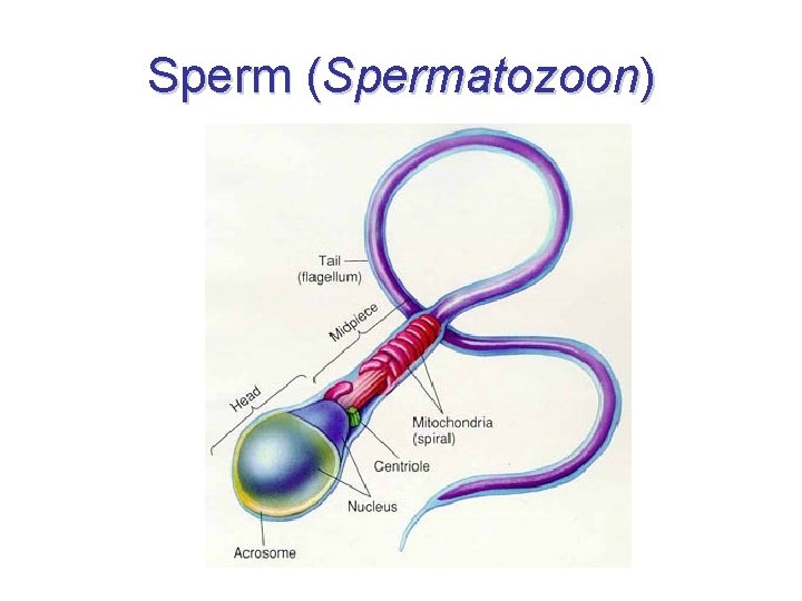 Sperm (Spermatozoon) 