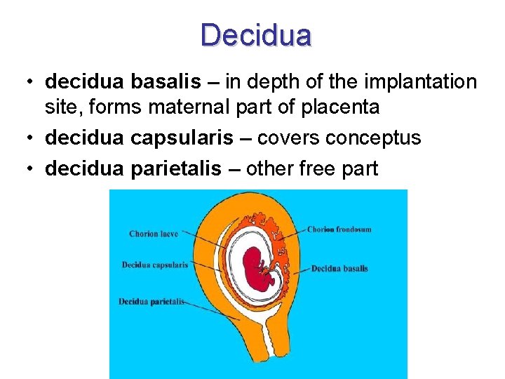 Decidua • decidua basalis – in depth of the implantation site, forms maternal part