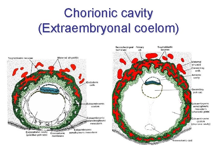 Chorionic cavity (Extraembryonal coelom) 