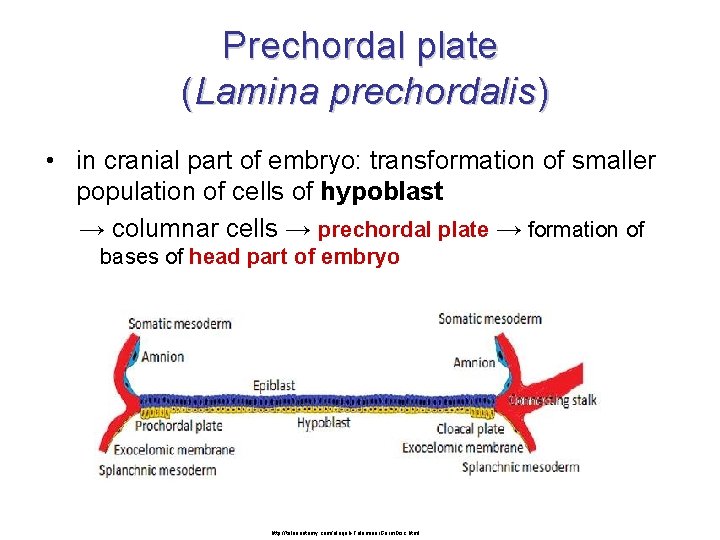 Prechordal plate (Lamina prechordalis) • in cranial part of embryo: transformation of smaller population