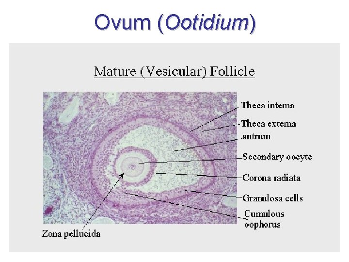 Ovum (Ootidium) 