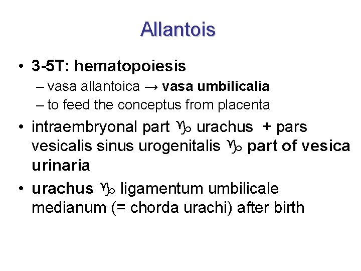 Allantois • 3 -5 T: hematopoiesis – vasa allantoica → vasa umbilicalia – to