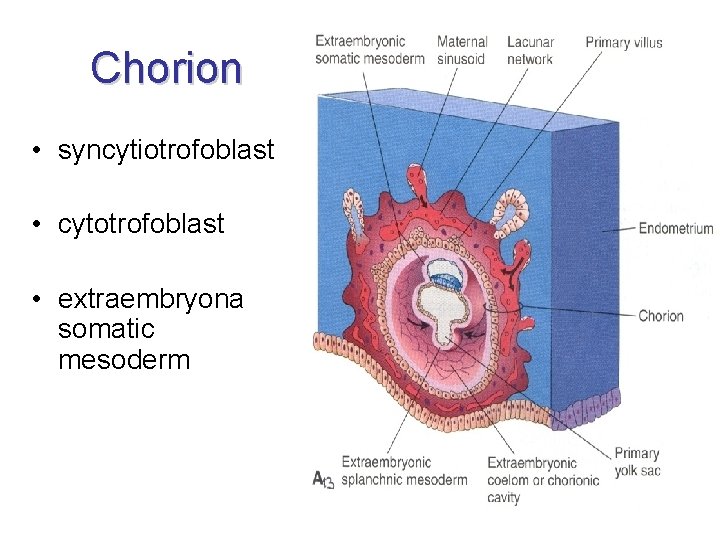 Chorion • syncytiotrofoblast • cytotrofoblast • extraembryona somatic mesoderm 